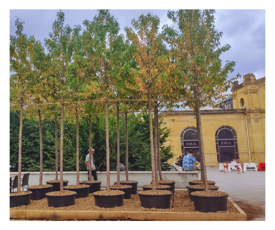 Arbres en pots NANCY 