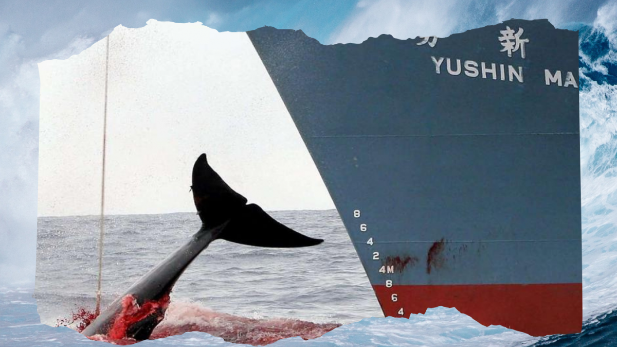 Une baleine harponnée par le Yushin Maru, l'un des baleiniers japonais