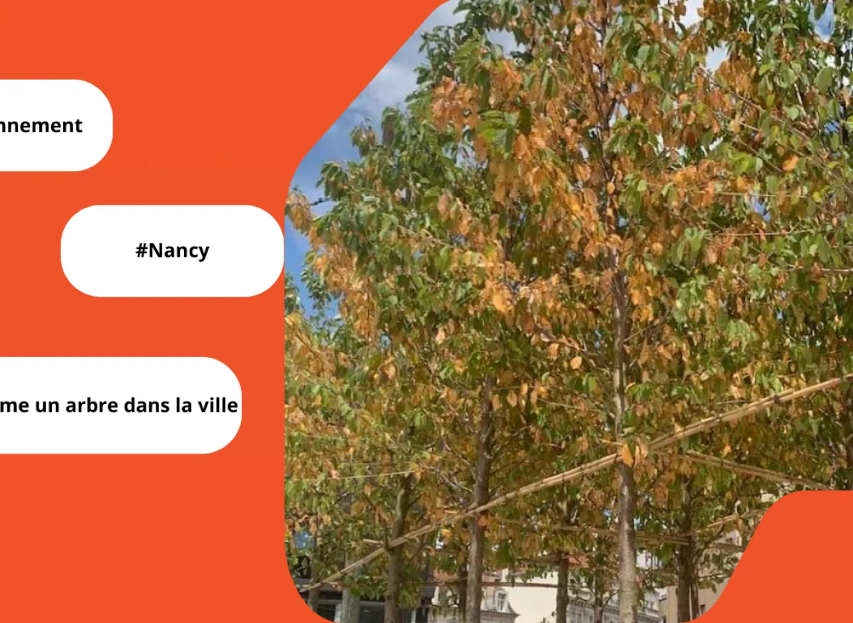 Arbres en pots Nancy